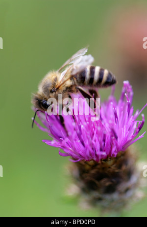 Solitary Ground Nesting Bee, Melitta leporina, Ampulicidae, Apoidea, Apocrita, Hymenoptera Mining Bee Stock Photo