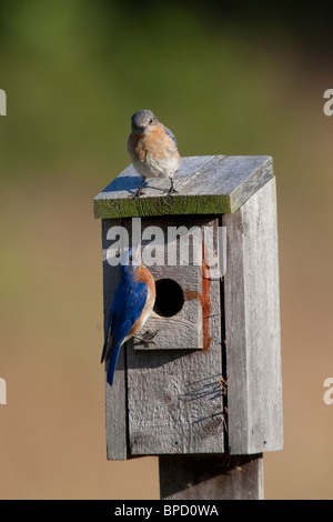 Male and Female Eastern Bluebirds at Nest Box Stock Photo