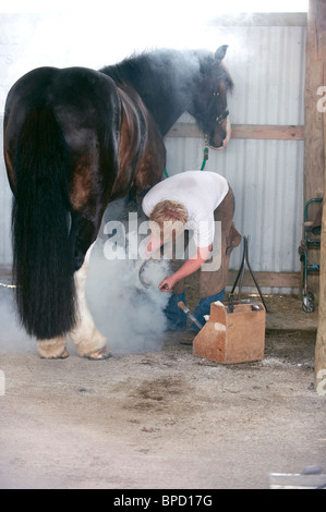 A young farrier fitting a new shoe on a horse. East Sussex, UK. Stock Photo