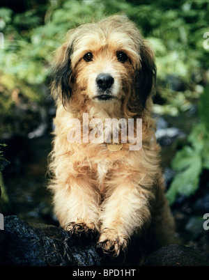 Benji Benji The Hunted 1987 Stock Photo Alamy