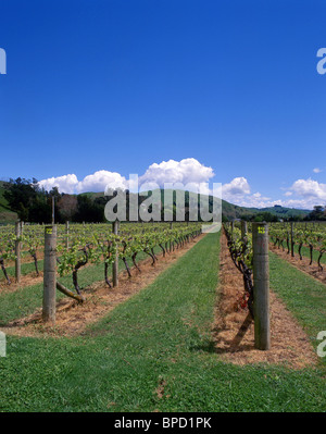 Eskdale Vineyard, Eskdale, Hawkes Bay, New Zealand Stock Photo