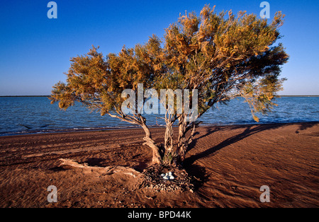 Black Swan nest, Western Australia Stock Photo