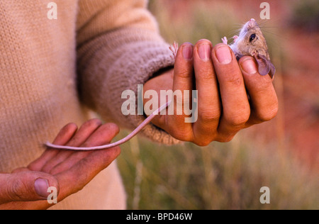 Field worker recording native fauna, Australia Stock Photo