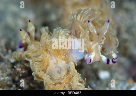 Nudibranch, Pteraeolidia ianthina, mating, Anilao, Solo, Anilao Mabini, Batangas, Philippines Stock Photo