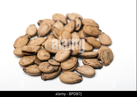Roasted unshelled watermelon seeds On white Background Stock Photo