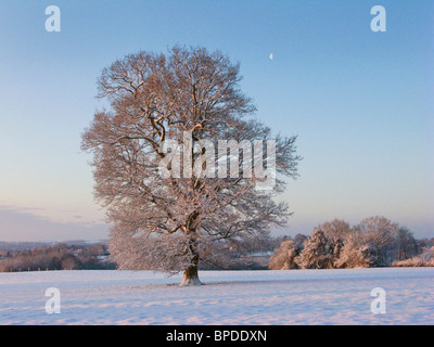 Oak tree in winter snow at sunrise in Kentish countryside near Hawkhurst UK Stock Photo