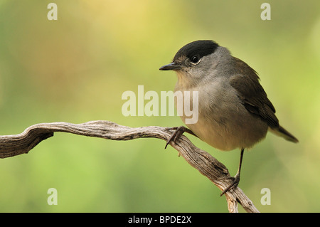 Blackcap (Sylvia atricapilla), male. Stock Photo