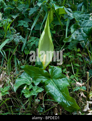 An Arum lily flowering amongst a hedgerow Stock Photo