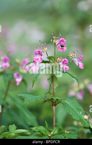 bumblebee-bee-himalayan-balsam-stock-photo-alamy