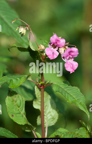 The Invasive weed Himalayan  balsam [impatiens glandulifera] with both blooms and the policemen's helmet shaped seed capsule. Stock Photo