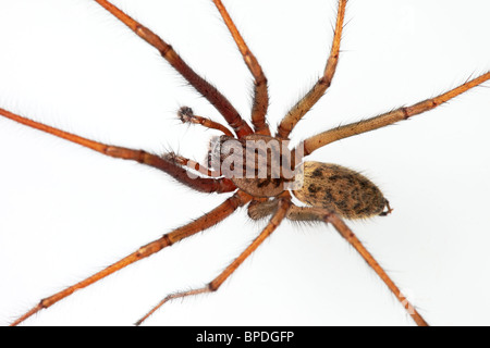 Close Up of a Spider (Eratigena duellicaon) a White Background, UK