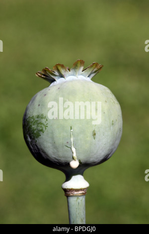 The Seedhead of the Opium Poppy Papaver Somniferum Exuding Latex Sap Stock Photo