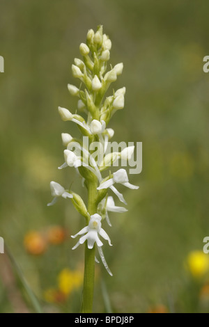 White fragrant orchid Stock Photo