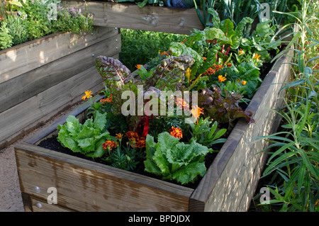 Small urban vegetable garden in enclosed raised beds Stock Photo