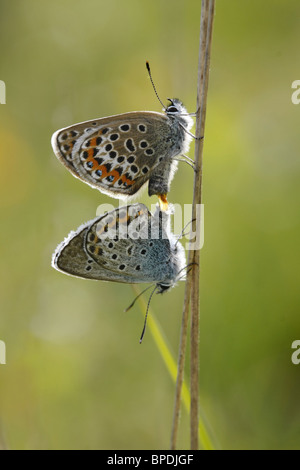 Pair of mating silver-studded blue butterflies on Iping Common Stock Photo