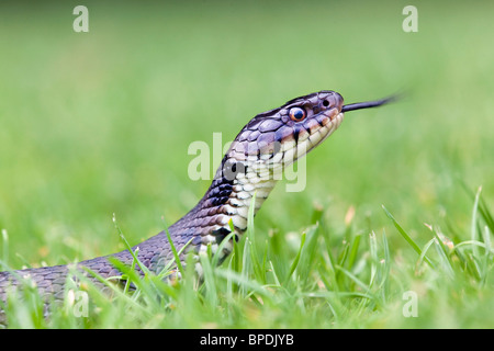 Grass Snake; Natrix natrix; flicking tongue in the grass Stock Photo