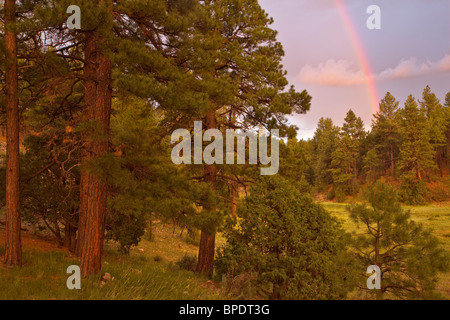 Rainbow after summer rainstorm over ponderosa pine forest in Fay Canyon area, Coconino National Forest, Flagstaff, Arizona Stock Photo