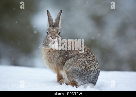 Cottontail rabbit on snowy winter day, Flagstaff, Arizona, USA Stock Photo