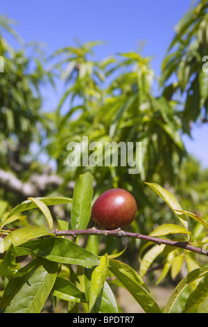 nectarine peach tree growing in spring blue sky agriculture Stock Photo