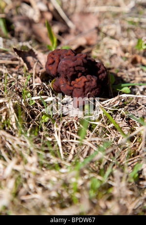 Growing false morel ( Gyromitra esculenta ) mushroom , Finland Stock Photo