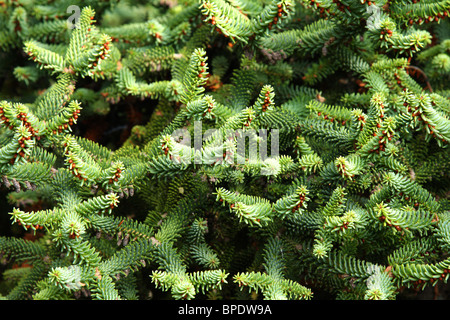 Fir-tree branches close-up Stock Photo