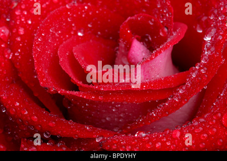 Dew covered red rose Stock Photo