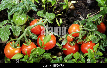 Tomato plants in greenhouse Stock Photo