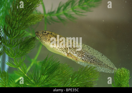Green Frog tadpole (Rana clamitans) E USA Stock Photo