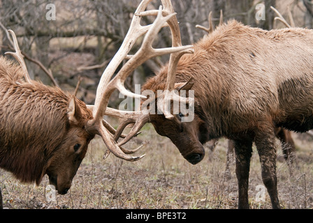 Rocky Mountain Elk Cervus elaphus nelsoni Wildlife Safari Nebraska USA Stock Photo
