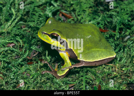 Pine Barrens Tree Frog (Hyla andersonii) in moss New Jersey USA Stock Photo