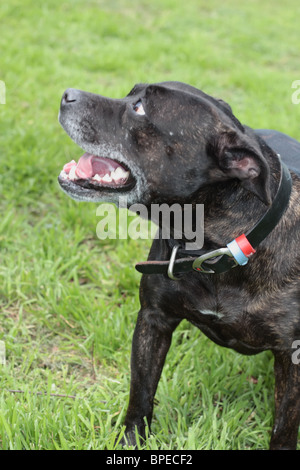 A Happy Staffordshire Bull Terrier on a Lawn Stock Photo