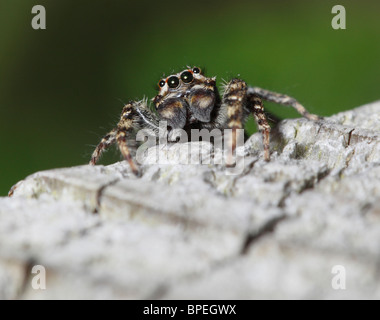 close up of fence Post Jumping Spider Stock Photo