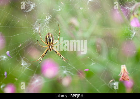 spider argiope bruennichi on web with flowers in background Stock Photo
