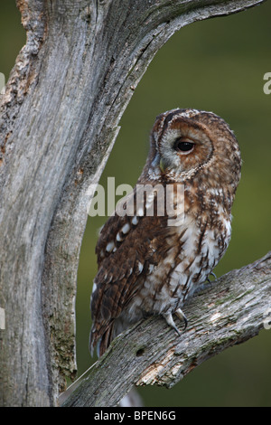Tawny owl (Strix aluco ) perched on dead tree Stock Photo
