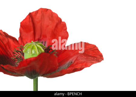 close-up of a red poppy with space for text Stock Photo