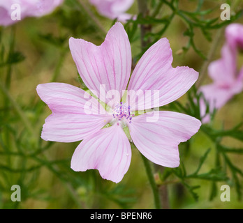 Single flower of Musk Mallow Malva moschata showing five petals and finely cut leaves Stock Photo