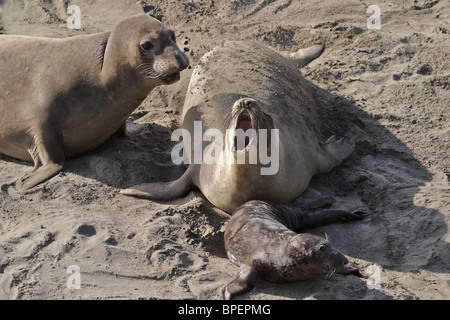 Female Elephant seal protecting her pup from a young bull.