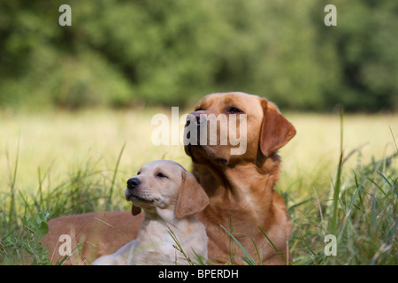 Father and Son - labrador retriever dog with his 10 week old son Stock Photo