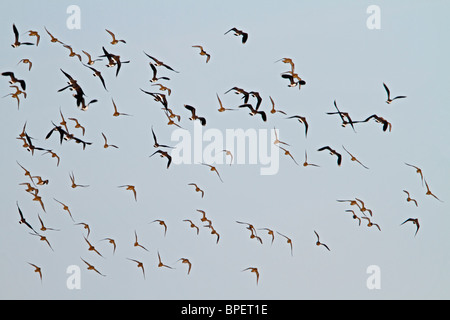 Lapwing ( Vanellus vanellus ) Golden plover (Pluvialis apricaria ) small flock in flight Stock Photo