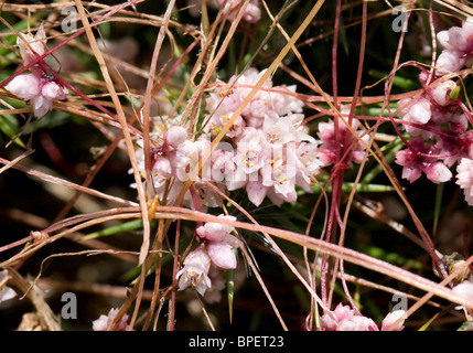 Flower clusters of the parasitic plant Common Dodder Cuscuta epithymum which feeds on gorse and heather showing pale stems and Stock Photo