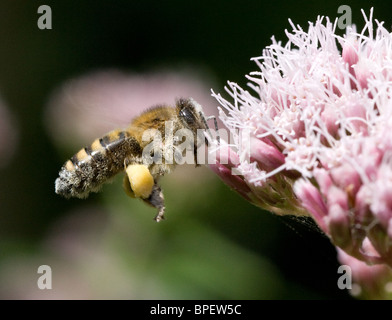 In flight honeybee Apis mellifera with full pollen sacks feeding on Sweet Joe Pye Eupatorium purpureum Stock Photo