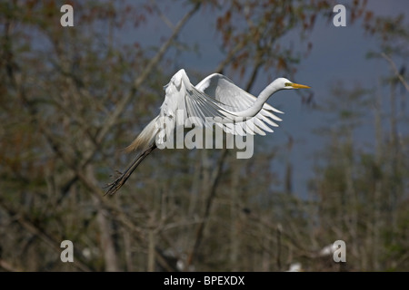Great Egret (Casmerodius albus) - In flight - Louisiana - USA - Distinguished from most other white herons by large size Stock Photo