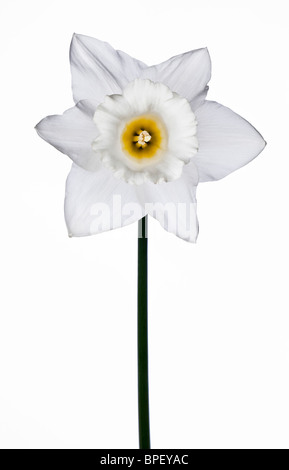 White Daffodil Stock Photo