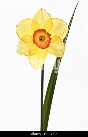 Yellow orange-red cupped Daffodil Stock Photo
