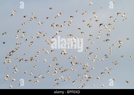 Corn buntings (Milaria calandra ) flock in winter in flight Stock Photo