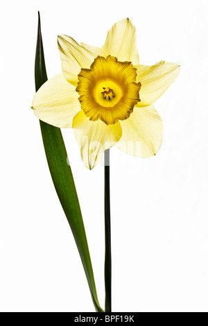 Golden yellow Daffodil Stock Photo
