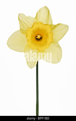 one yellow Daffodil cut out Stock Photo