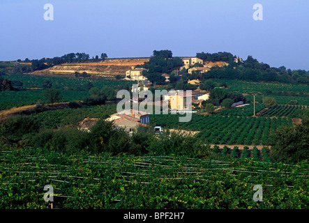 grape vineyard, grape vineyard, vineyard, vineyards, grapegrower, grapegrowing, village of Chateauneuf-du-Pape, Vaucluse, Provence, France, Europe Stock Photo