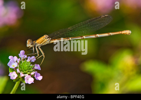 Damselfly, Blue-fronted Dancer on wildflower at Falcon State Park butterfly garden, Starr County, Texas, USA, on Falcon Lake, Stock Photo