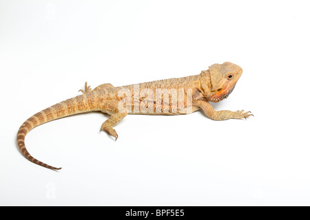 Translucent Morph Inland bearded dragon, Pogona vitticeps. Canary Yellow Tiger Hypo morph ...